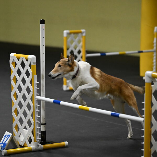 Ramble-Crawford-04264