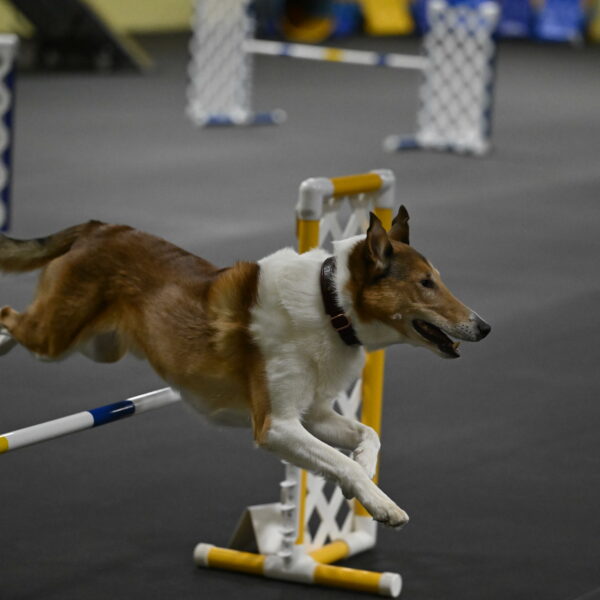 Ramble-Crawford-04283