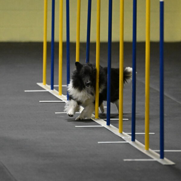 Rigel-Weinrich-00819