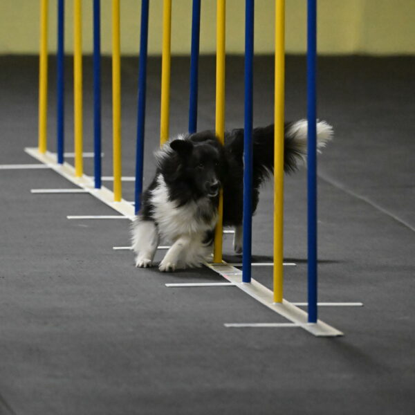 Rigel-Weinrich-00825