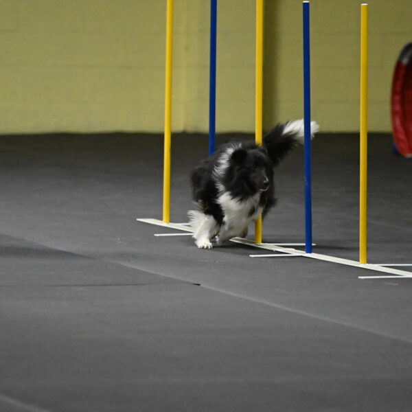 Rigel-Weinrich-00913