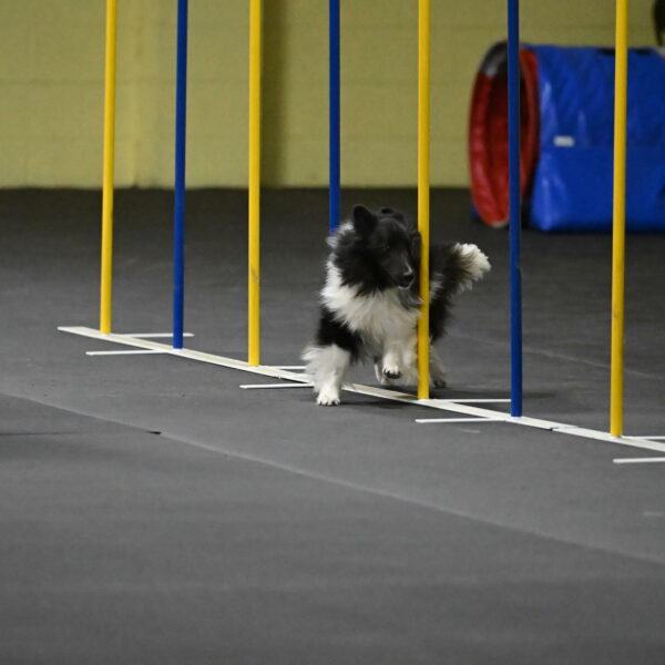 Rigel-Weinrich-00919