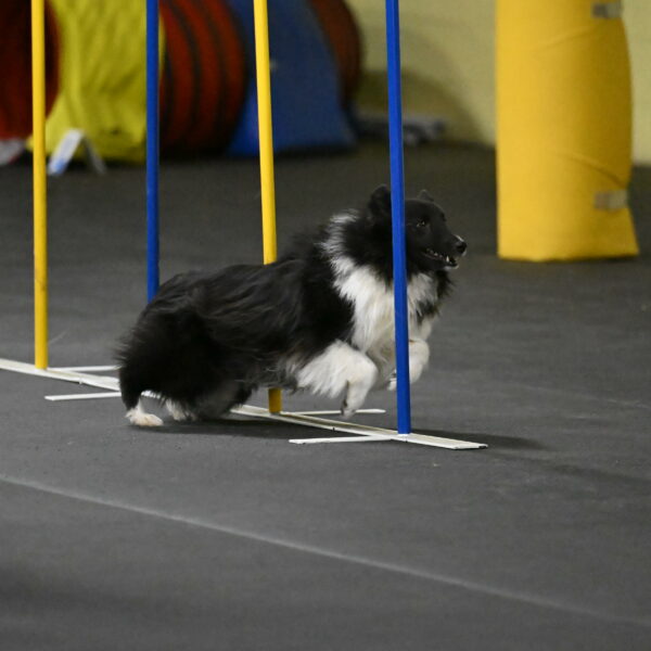 Rigel-Weinrich-00942