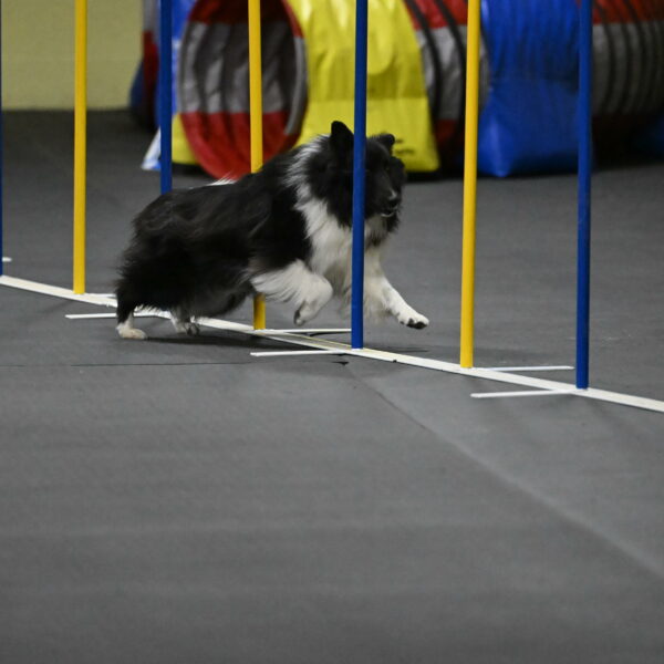 Rigel-Weinrich-01016