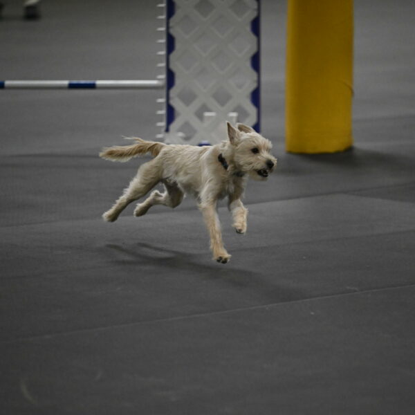 Sammy-Klembara-12234