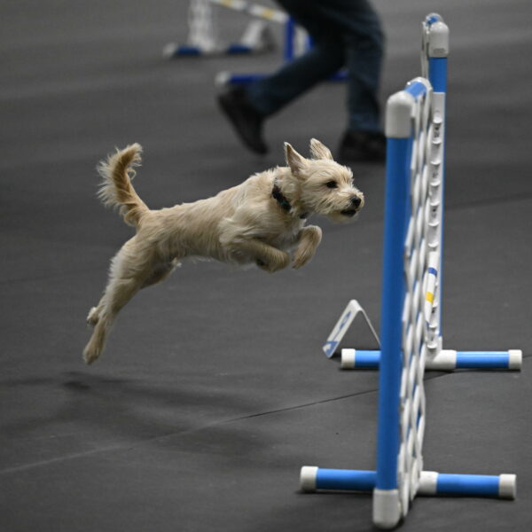 Sammy-Klembara-12238