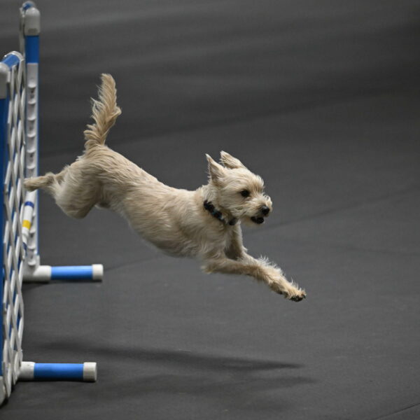 Sammy-Klembara-12241