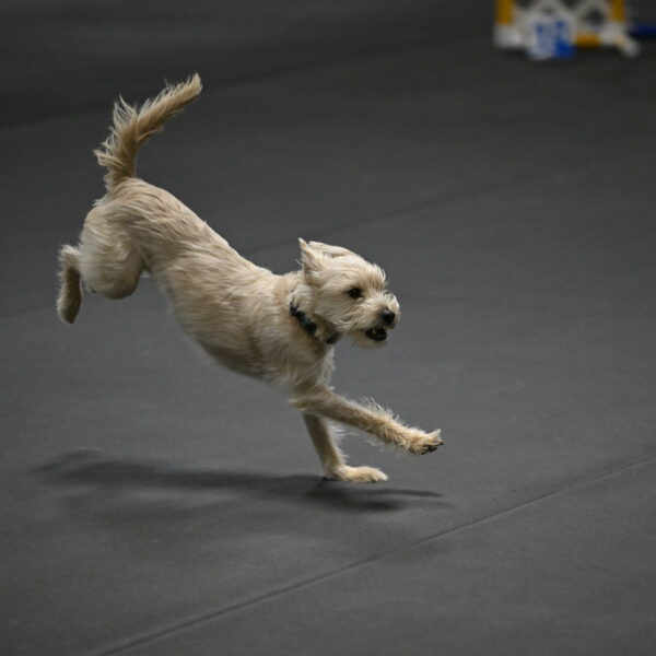 Sammy-Klembara-12242