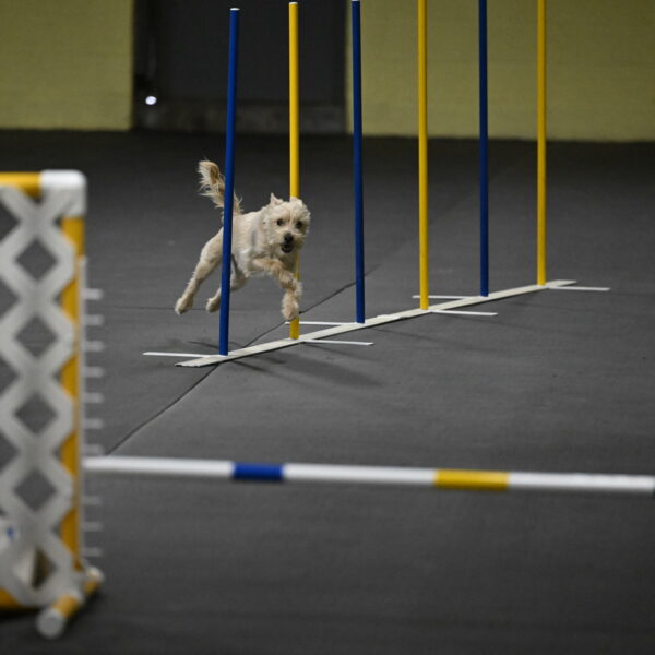 Sammy-Klembara-12249