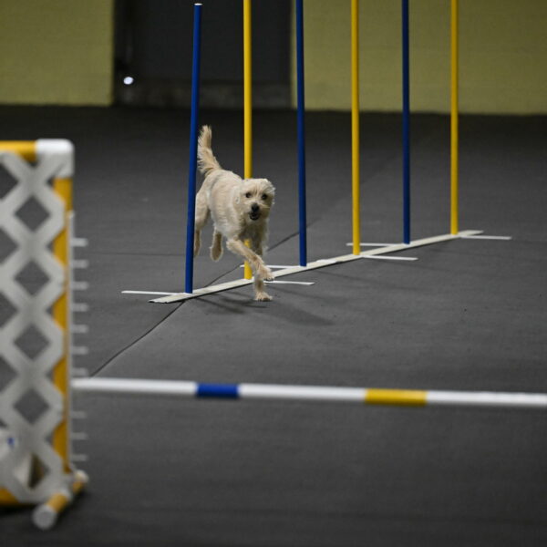 Sammy-Klembara-12250