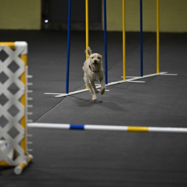 Sammy-Klembara-12251