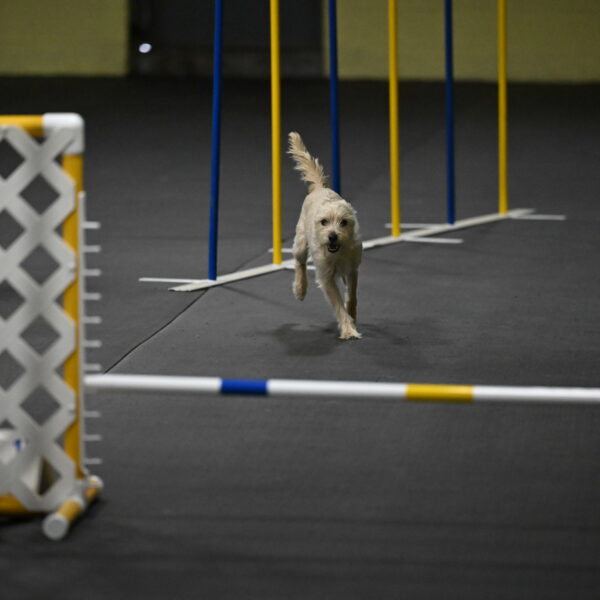 Sammy-Klembara-12253