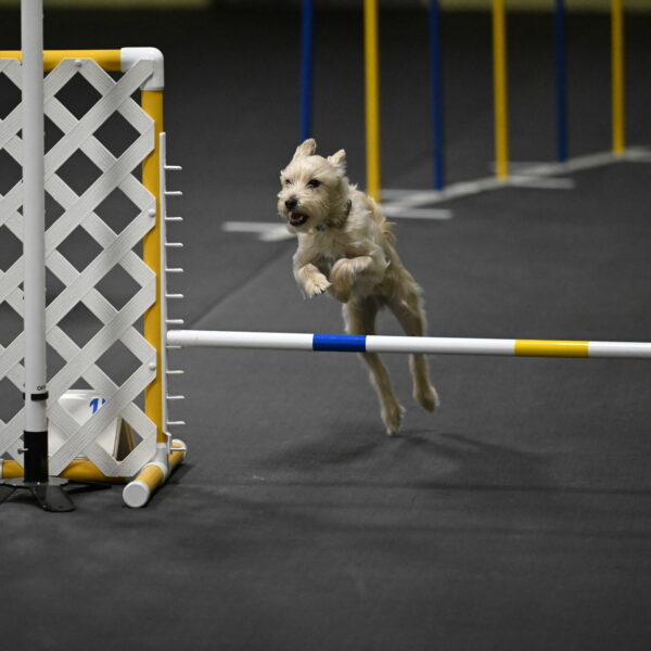 Sammy-Klembara-12258