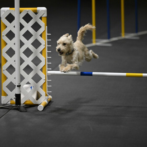 Sammy-Klembara-12260