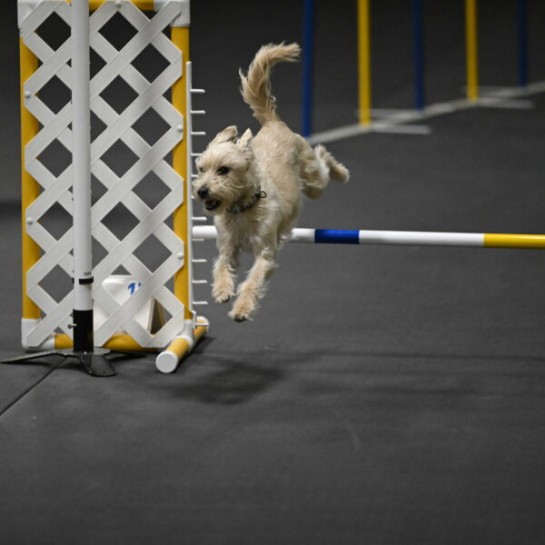 Sammy-Klembara-12261