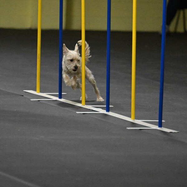 Sammy-Klembara-12305