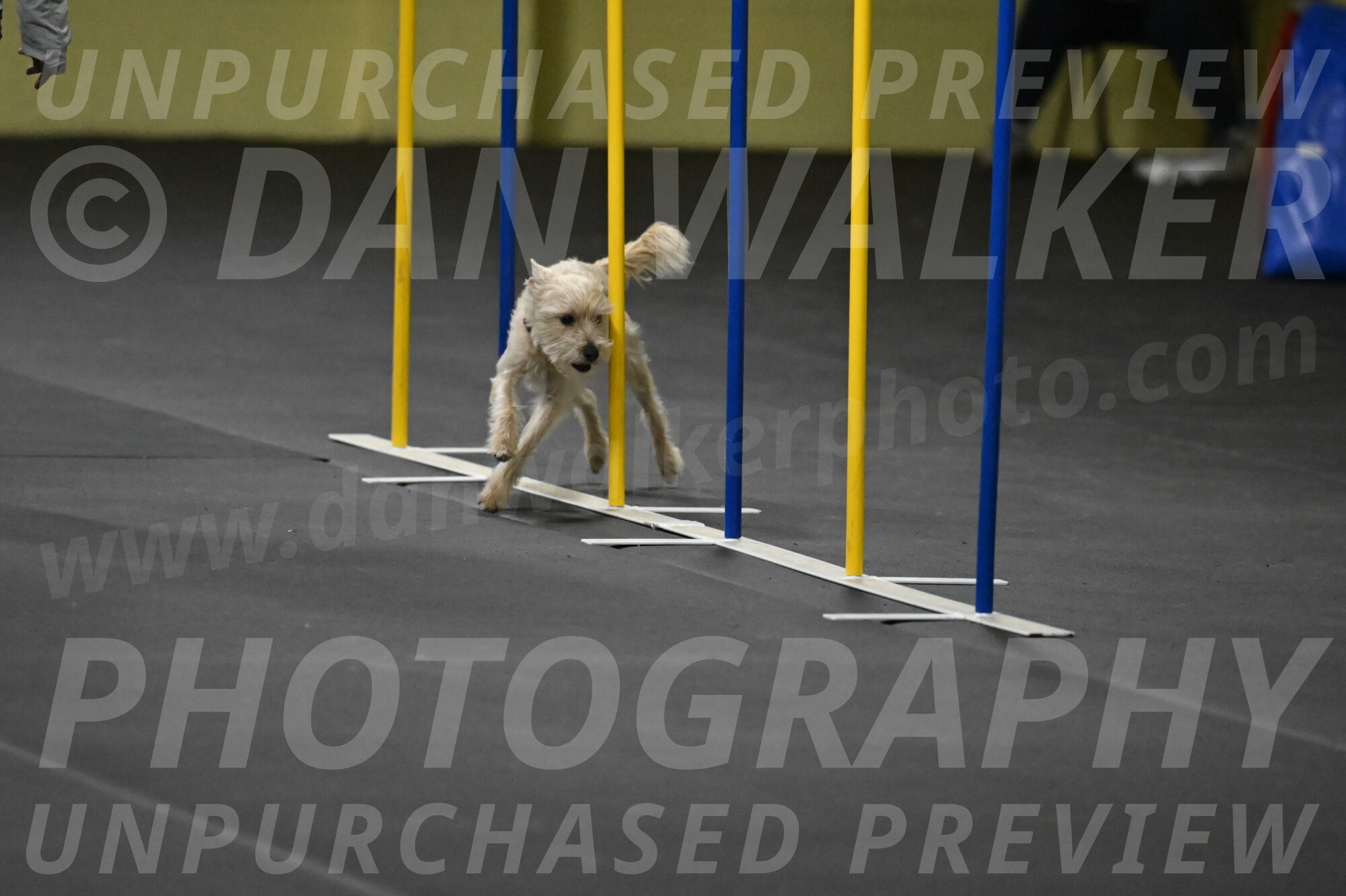 Sammy-Klembara-12306