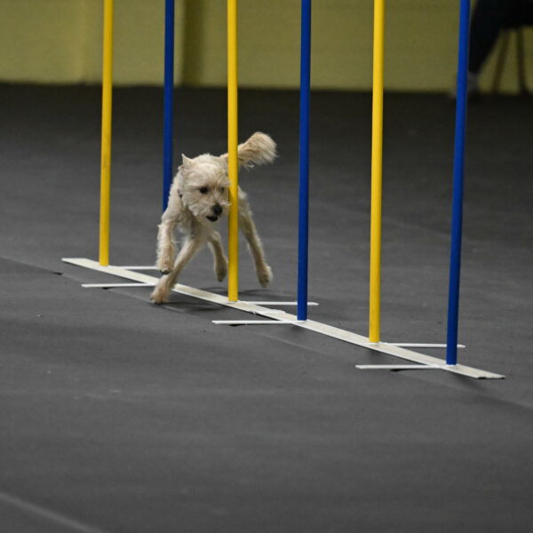 Sammy-Klembara-12306