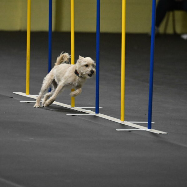 Sammy-Klembara-12308