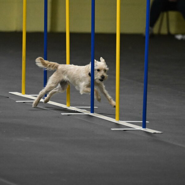 Sammy-Klembara-12309