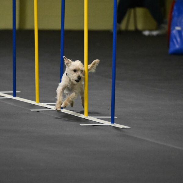 Sammy-Klembara-12312