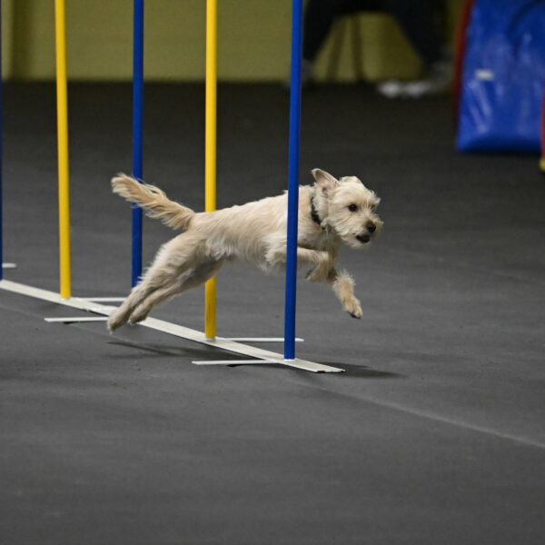 Sammy-Klembara-12315