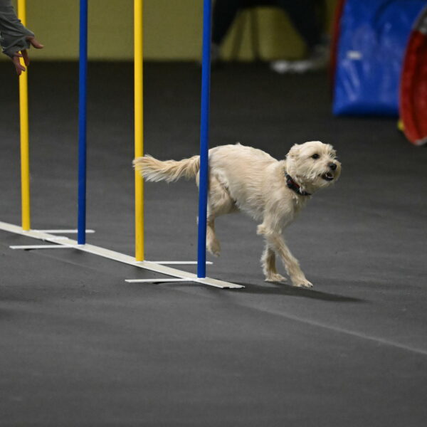 Sammy-Klembara-12316