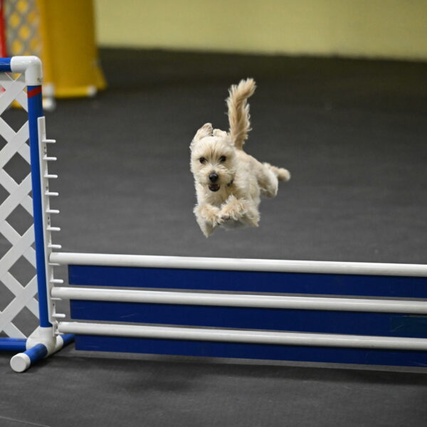 Sammy-Klembara-12322