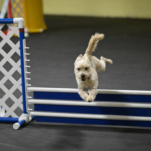 Sammy-Klembara-12323