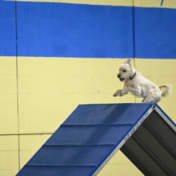 Sammy-Klembara-12326