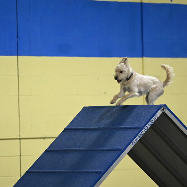 Sammy-Klembara-12327