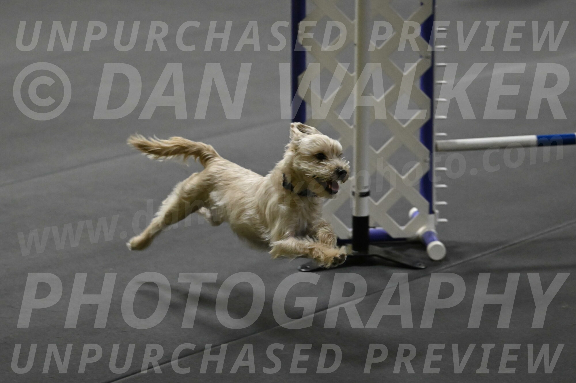 Sammy-Klembara-12346