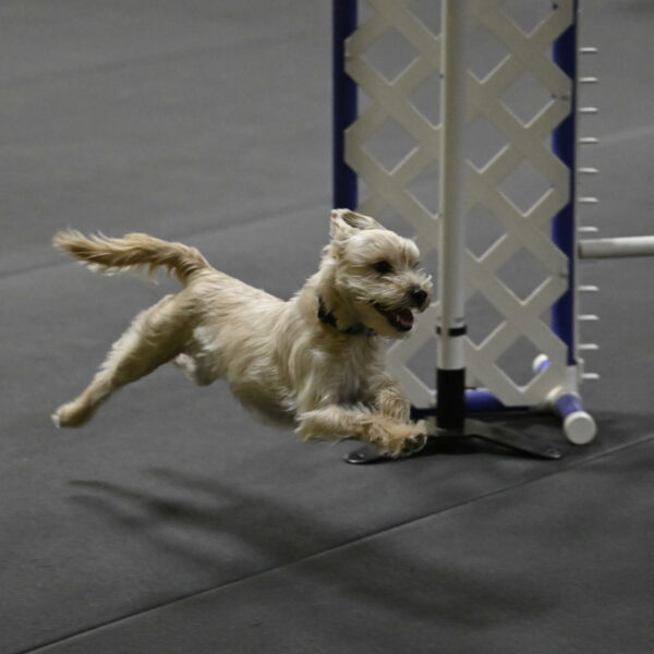 Sammy-Klembara-12346