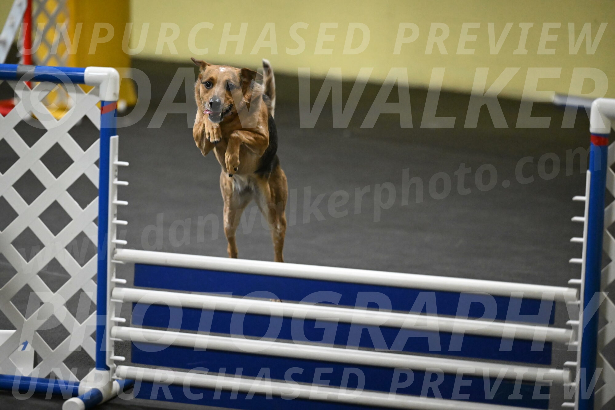 Sassafras-Tirpak-Chylik-10784