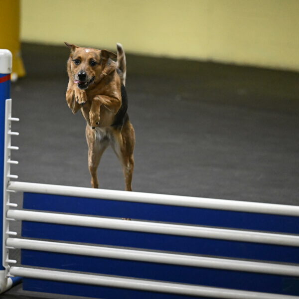 Sassafras-Tirpak-Chylik-10784