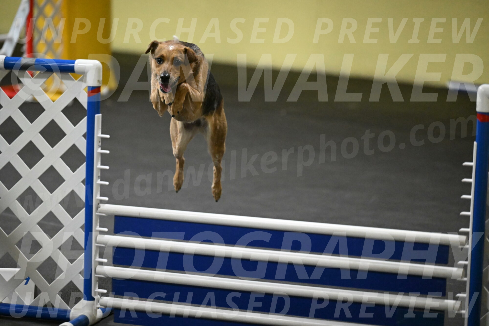 Sassafras-Tirpak-Chylik-10785