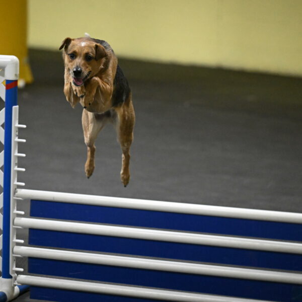 Sassafras-Tirpak-Chylik-10785