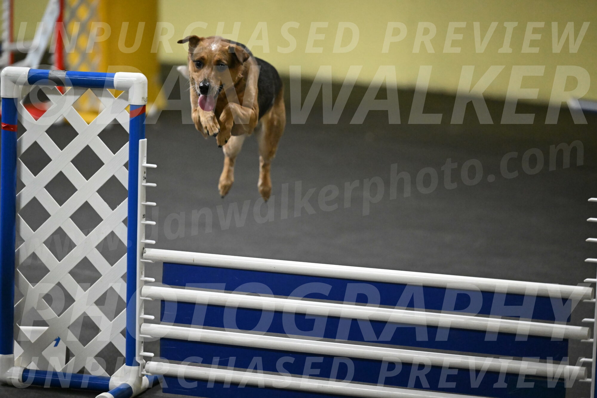 Sassafras-Tirpak-Chylik-10786