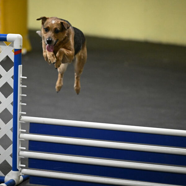 Sassafras-Tirpak-Chylik-10786