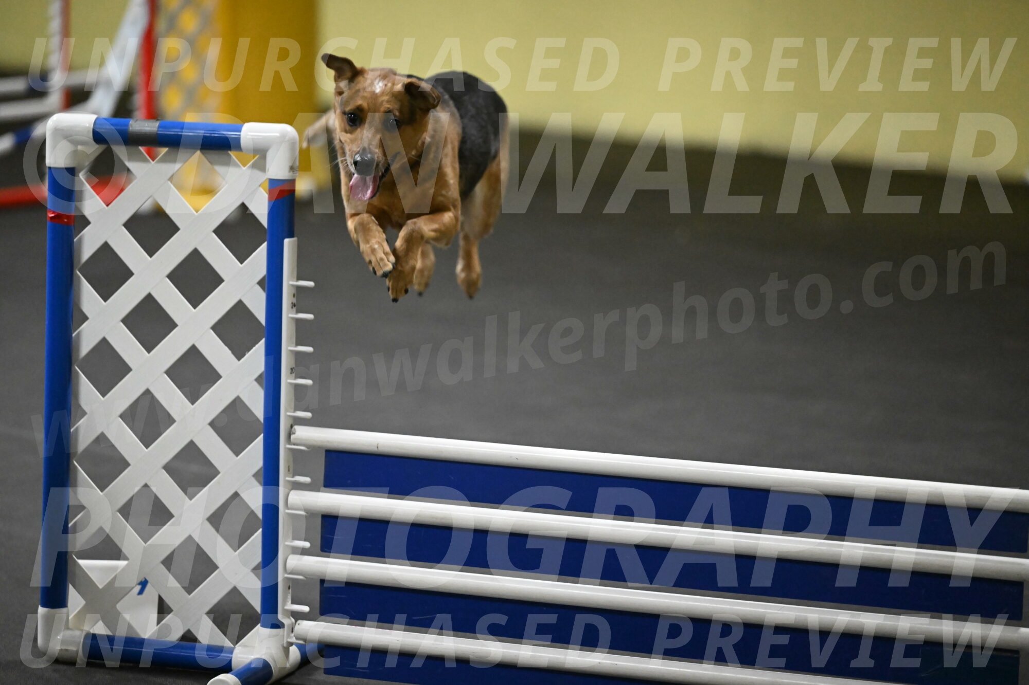 Sassafras-Tirpak-Chylik-10787