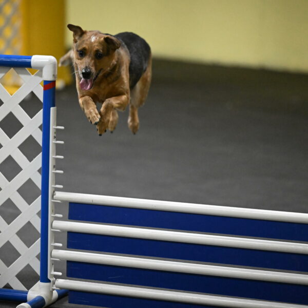 Sassafras-Tirpak-Chylik-10787