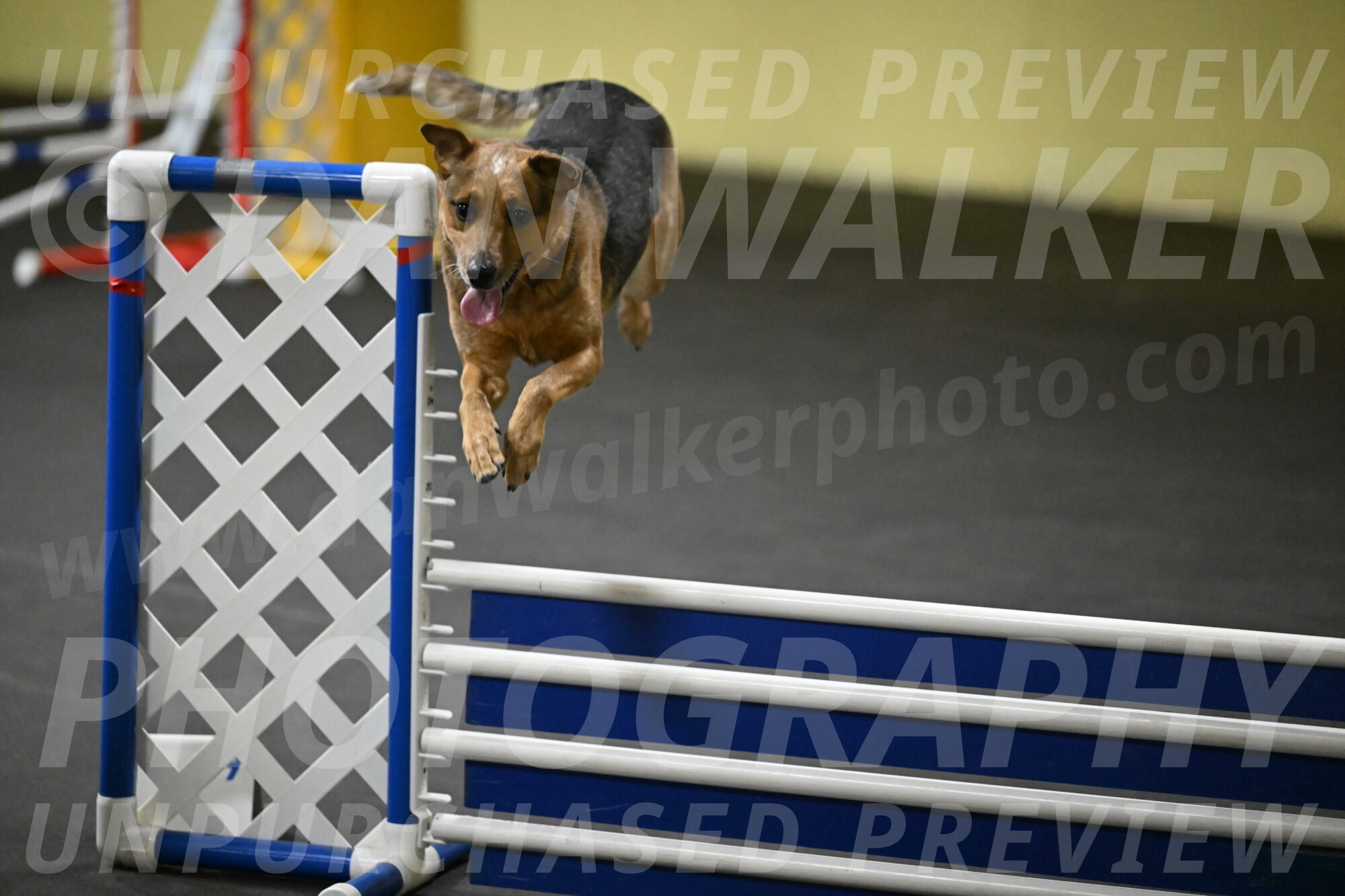 Sassafras-Tirpak-Chylik-10788