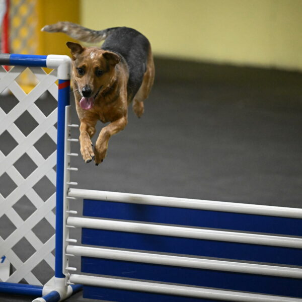 Sassafras-Tirpak-Chylik-10788