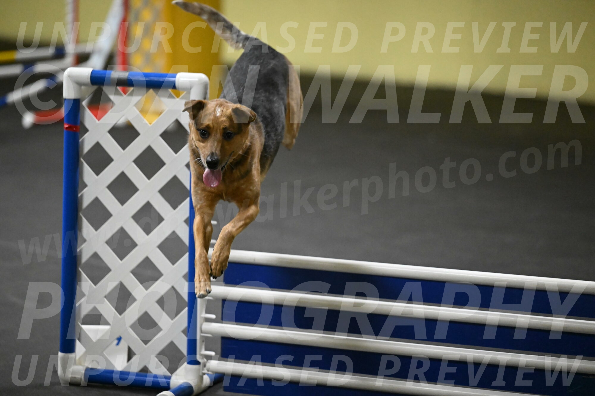 Sassafras-Tirpak-Chylik-10789