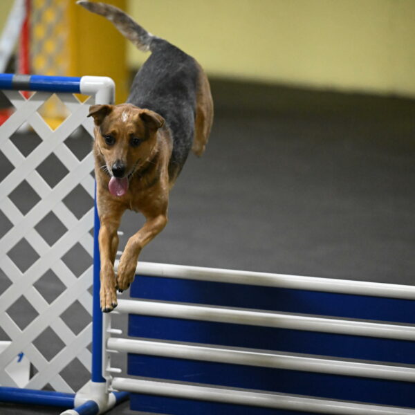 Sassafras-Tirpak-Chylik-10789