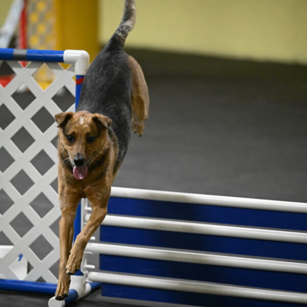 Sassafras-Tirpak-Chylik-10790