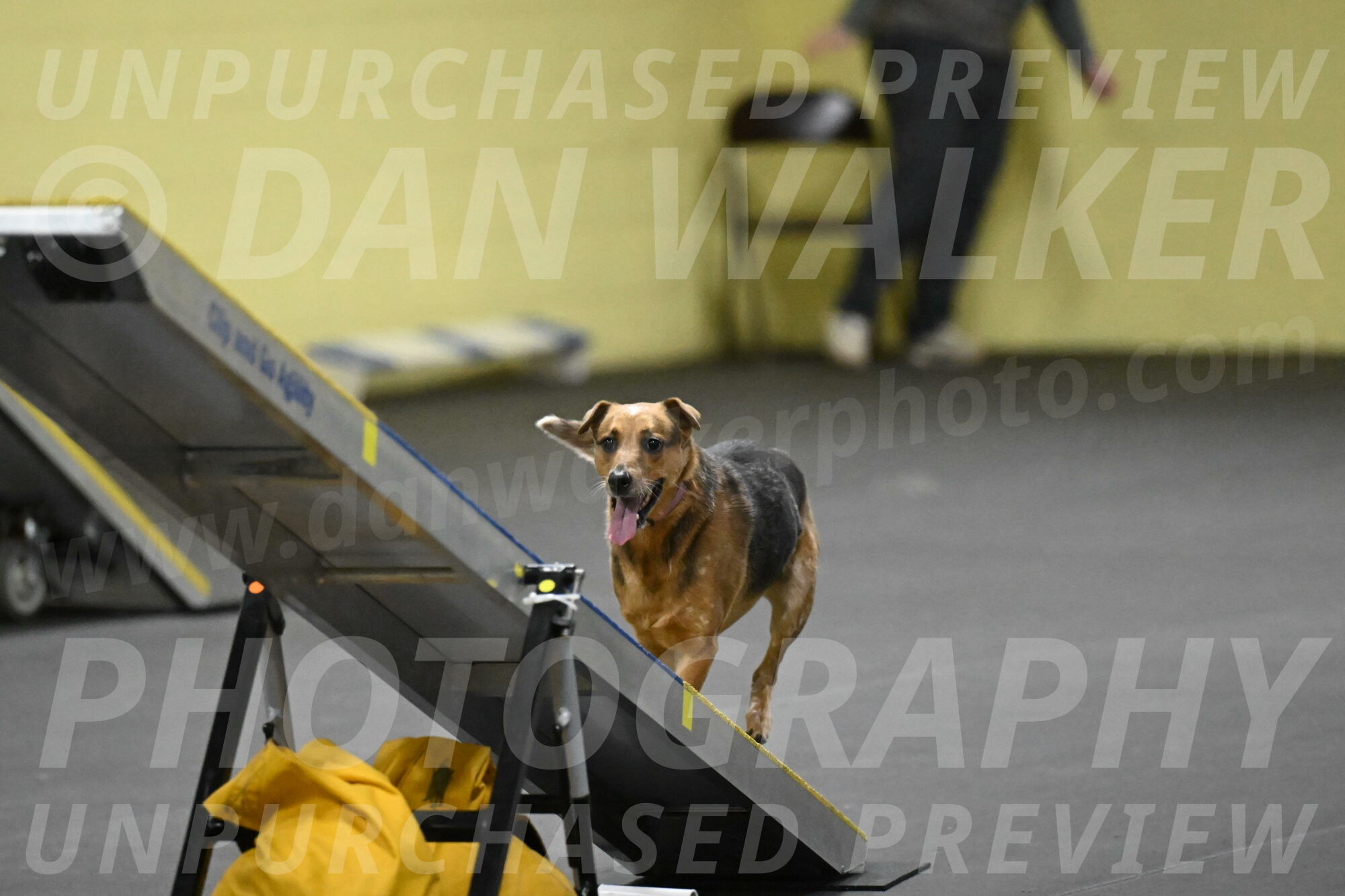 Sassafras-Tirpak-Chylik-10791