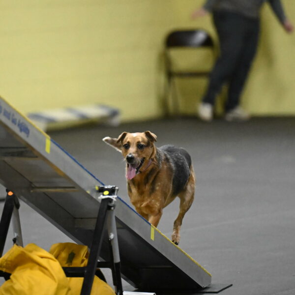 Sassafras-Tirpak-Chylik-10791