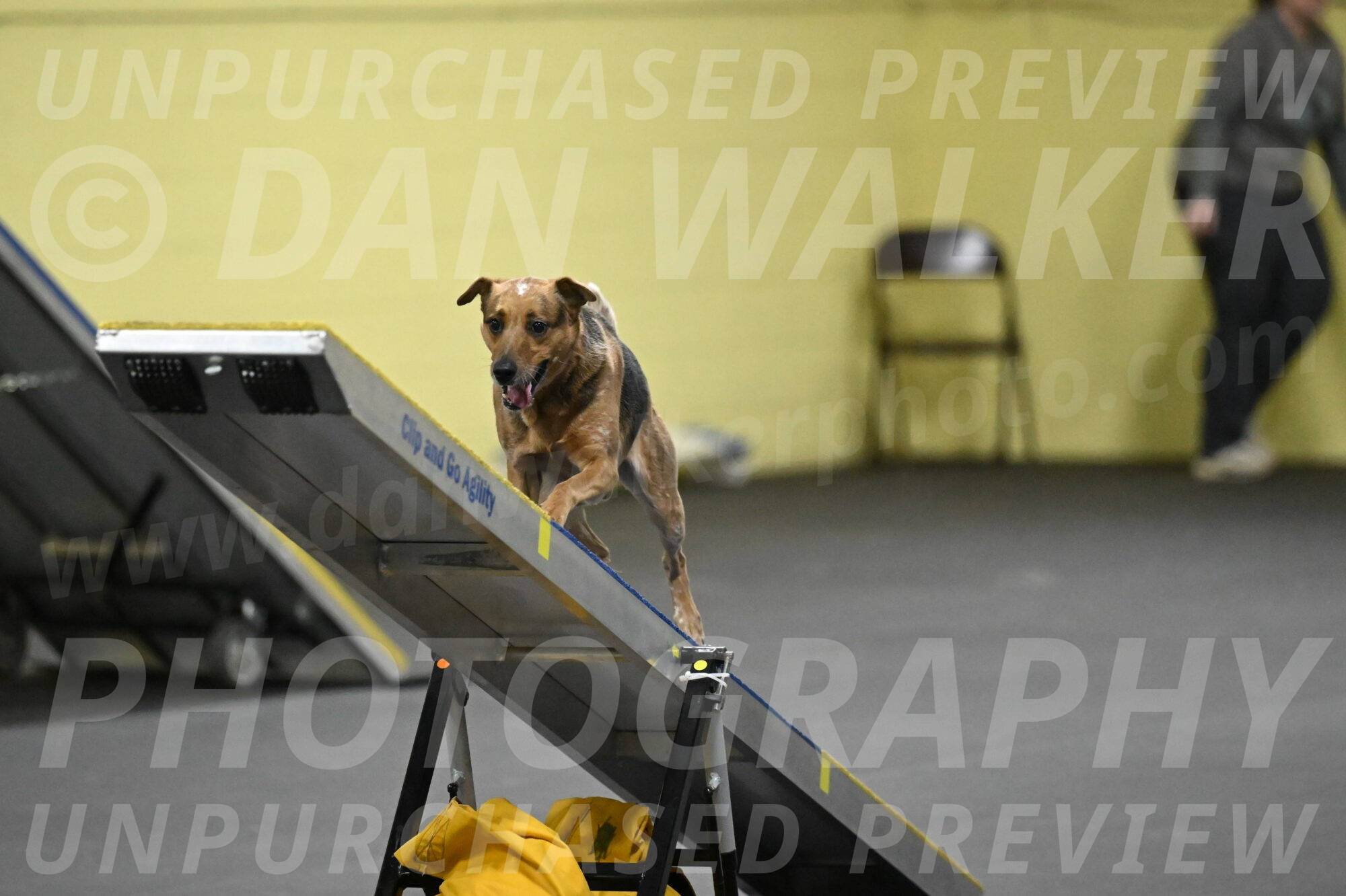 Sassafras-Tirpak-Chylik-10795