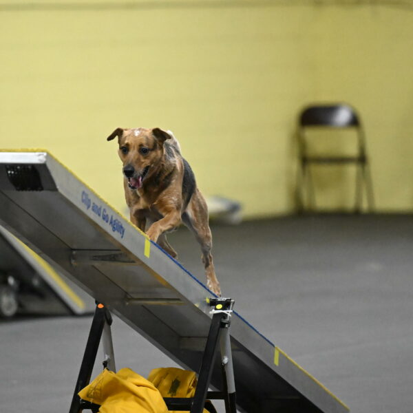 Sassafras-Tirpak-Chylik-10795